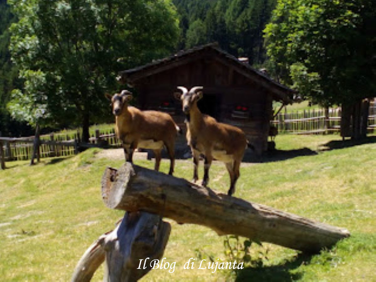 descrizione immagine